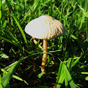 Mushroom