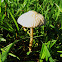 Mushroom