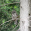 Barred Owl