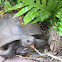 Gopher tortoise (eating Hibiscus flowers)
