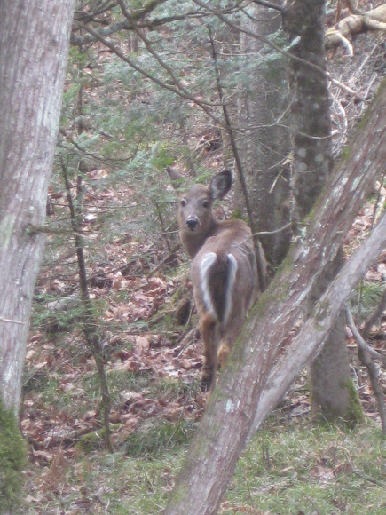 Spotting Image 1