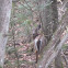 White Tailed Deer
