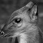 Mouse Deer