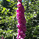 Foxglove