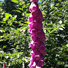 Foxglove