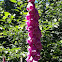 Foxglove