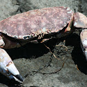 Red Rock Crab