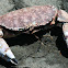 Red Rock Crab