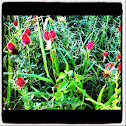 Globe Amaranth