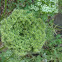 Rattlesnake Weed        Wild Carrot