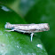 Culladia Crambid or  Crambid Snout Moth