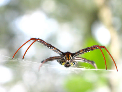 Menyergap Mangsa