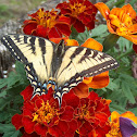 Eastern Tiger Swallowtail