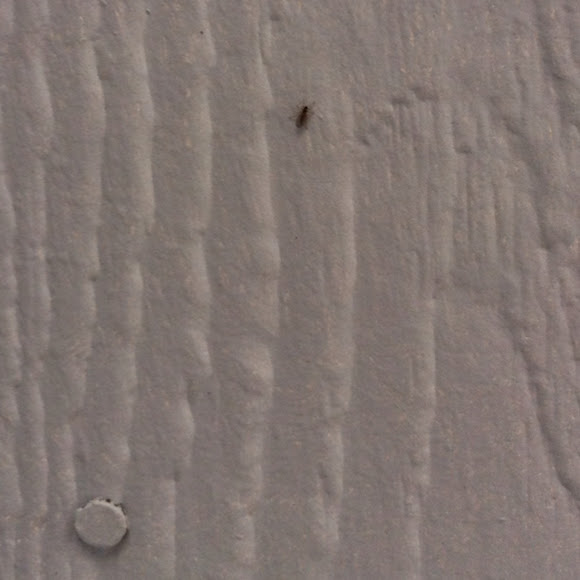 Spotting Image 1