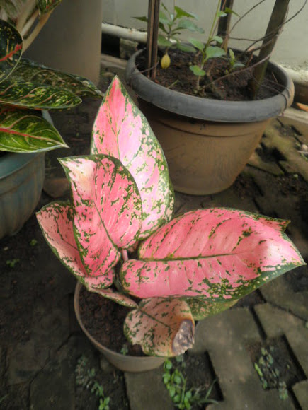 Spotting Image 1