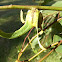 Four winged gall (Eriococcidae)