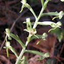 Toothpetal False Reinorchid