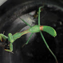 California Mantid