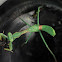 California Mantid