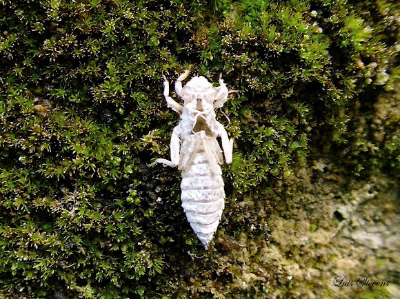 Spotting Image 1