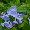 Virginia Bluebells