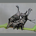 Lobster Moth Caterpillar