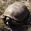 Gopher tortoise