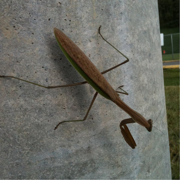 Spotting Image 1