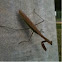Praying mantis 