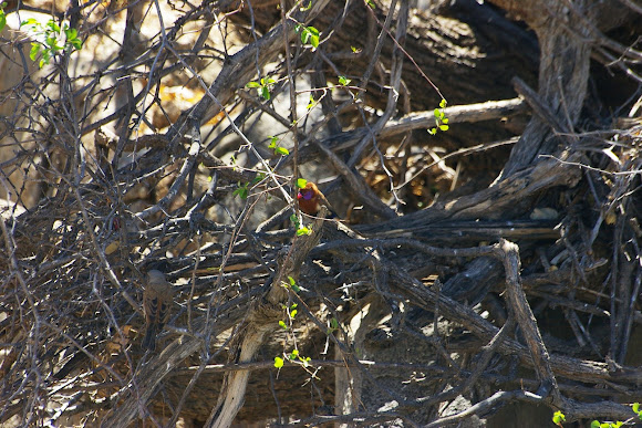 Spotting Image 1
