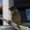 House Sparrow, Gorrión Común