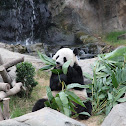 Giant Panda