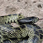 Desert Kingsnake