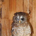 African Wood Owl