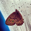 Small Wood-nymph
