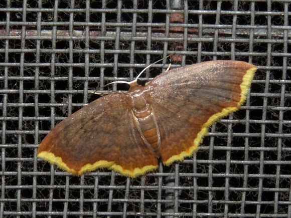 Spotting Image 1