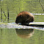 Muskrat