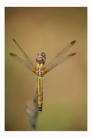 Spotting Image 1