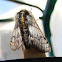 Twilight Moth