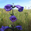 Large Beardtongue