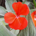 Geranium (red)