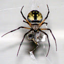 Writing Spider