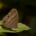 Metalmark butterfly