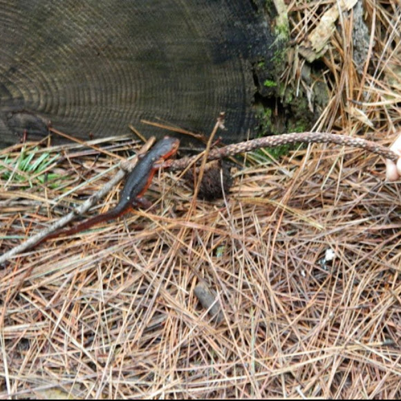 Spotting Image 1