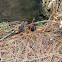 Rough-skinned Newt