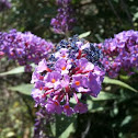 Butterfly Bush