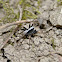 Hedge Wolf Spider
