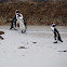 African Penguin