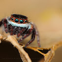Jumping Spider