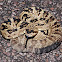 Black-tailed rattlesnake